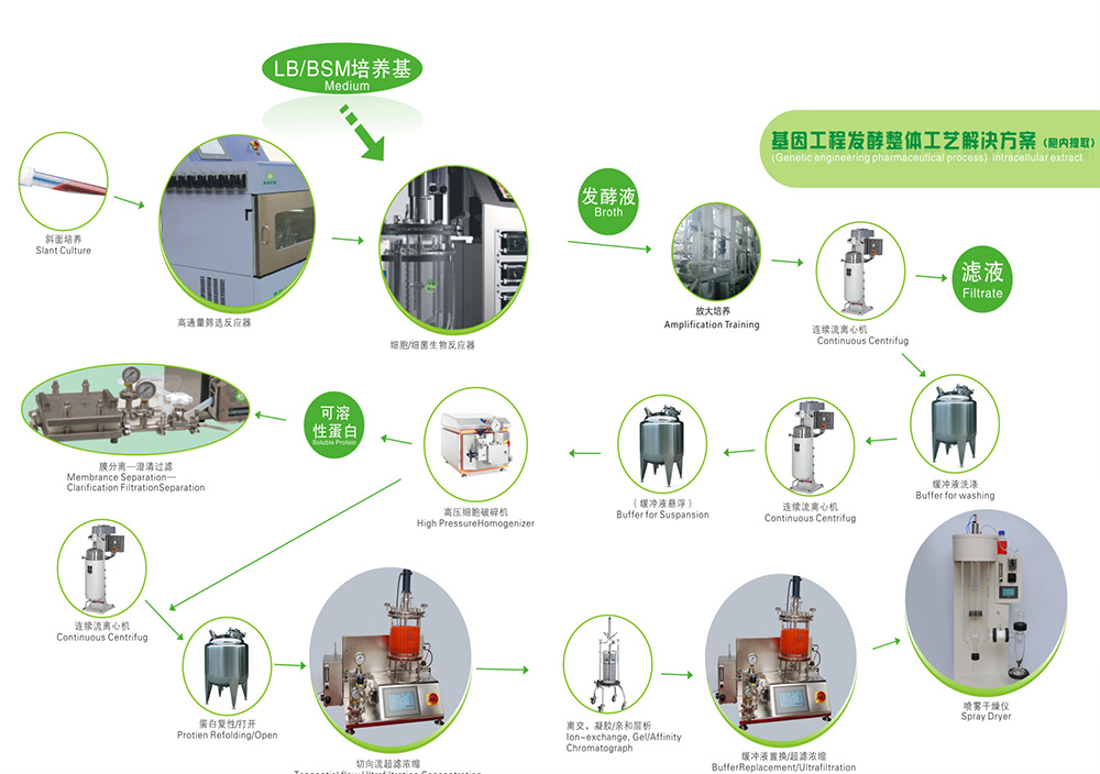 酶工程發(fā)酵整體工藝（胞內(nèi)）.jpg